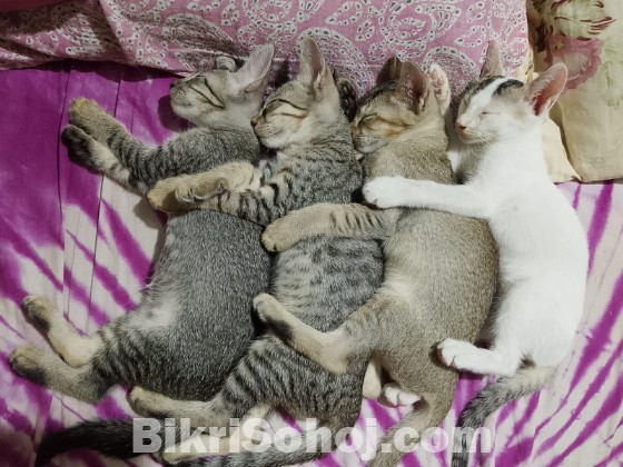 বিড়াল
